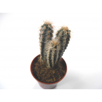Pilosocereus glaucescens