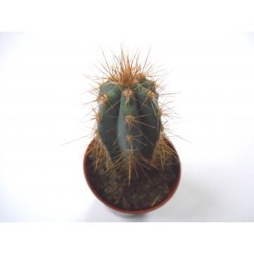 Pilosocereus azureus