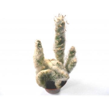 Opuntia vestita f. cristata