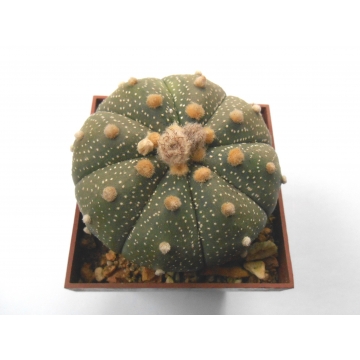 Astrophytum asterias