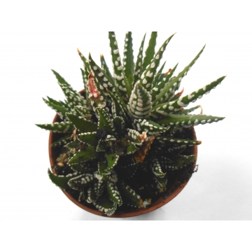 Haworthia fasciata