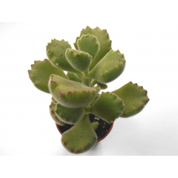 Cotyledon tomentosa
