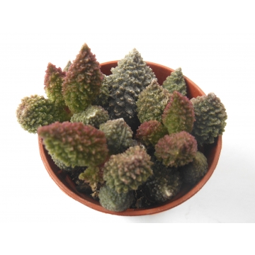 Adromischus marianiae coral red 