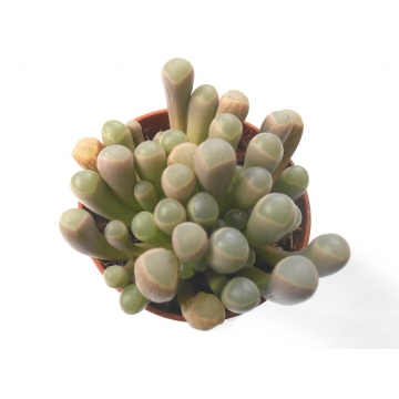 Fenestraria aurantiaca