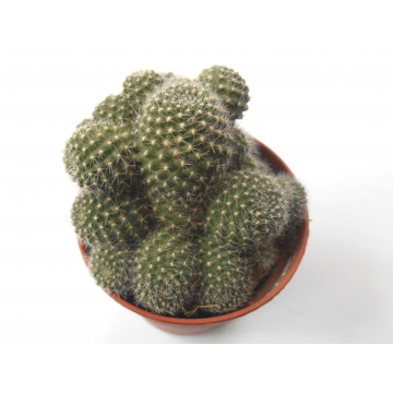Rebutia fabrisii