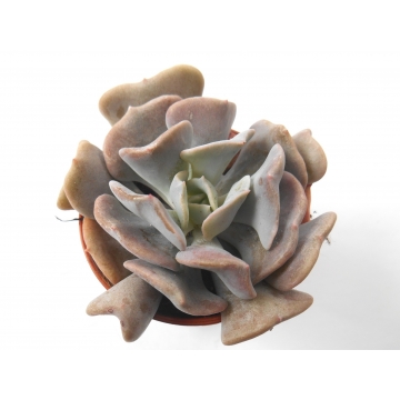 Echeveria cubic frost