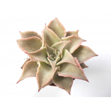 Echeveria madiba