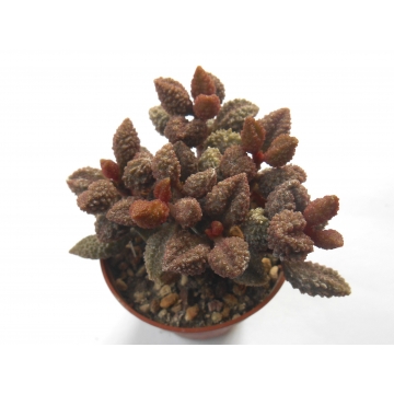 Adromischus marianiae herrei cv. Coffee Bean