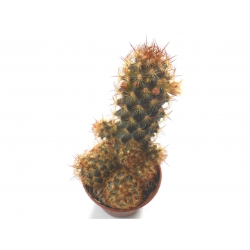 Mammillaria elongata rubrispina