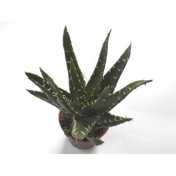 Aloe mitriformis