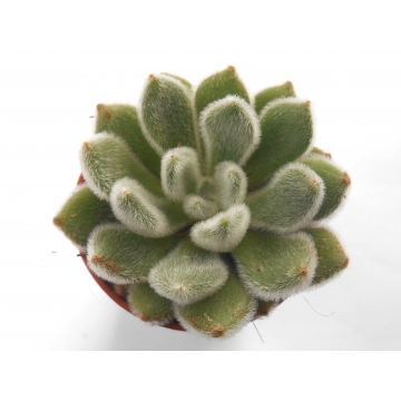 Echeveria green velvet