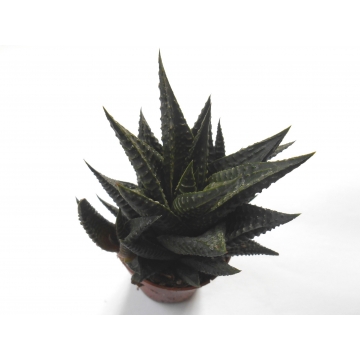 Haworthia limifolia
