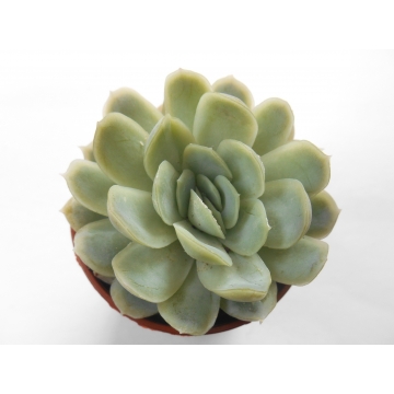 Echeveria derenbergii blue