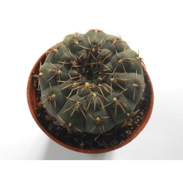 Gymnocalycium parvulum