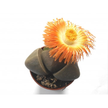 Pleiospilos nelii