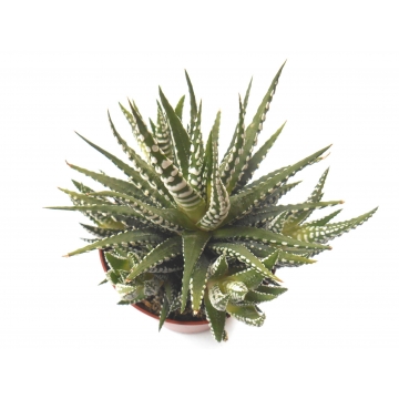 Haworthia fasciata