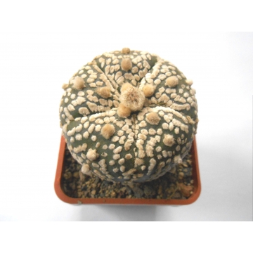 Astrophytum asterias cv. Super Kabuto