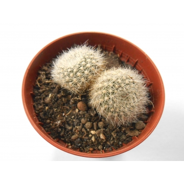 Rebutia senilis aurescens