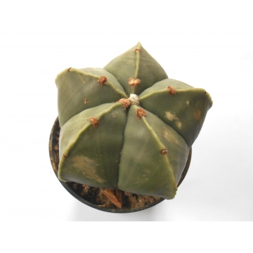 Astrophytum myriostigma var nudum