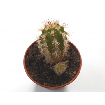 Echinocereus scopulorum 