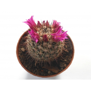 Mammillaria umbrina