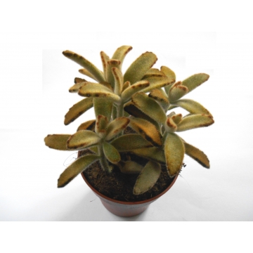Kalanchoe tomentosa golden girl
