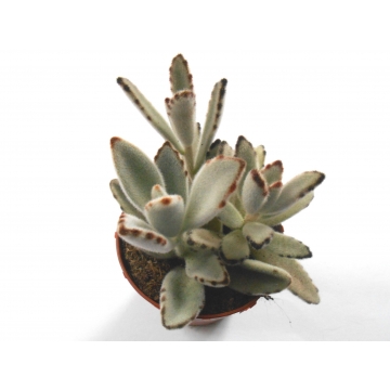 Kalanchoe tomentosa