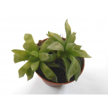 Haworthia turgida v. pallidifolia