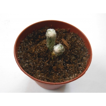 Avonia ruschii
