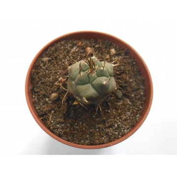 Turbinicarpus polaskii