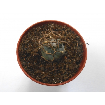 Turbinicarpus macrochele