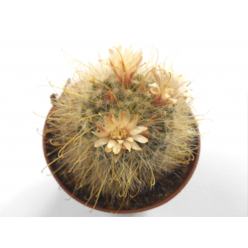 Mammillaria aurihamata