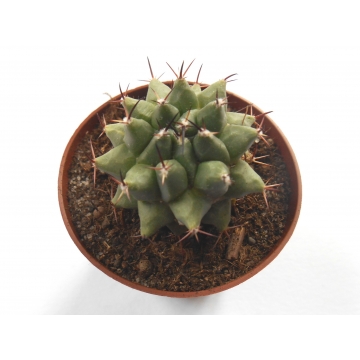 Mammillaria bucareliensis