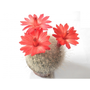 Mamillopsis senilis