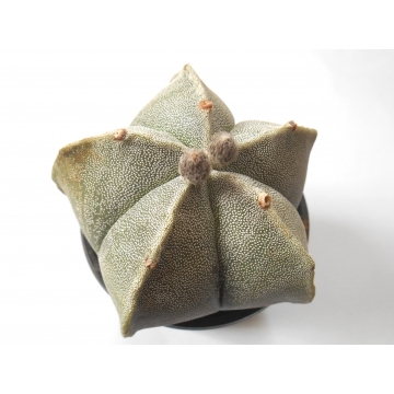 Astrophytum myriostigma
