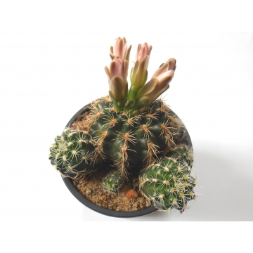 Gymnocalycium bruchii