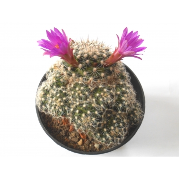 Mammillaria deherdtiana