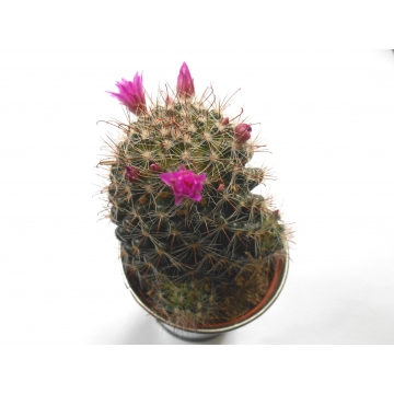 Mammillaria zeilmanniana