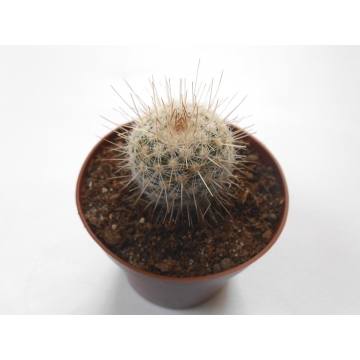 Mammillaria albinata