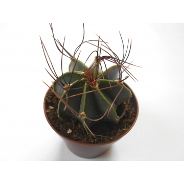 Astrophytum senile