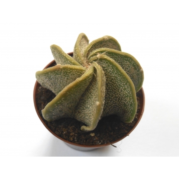 Astrophytum niveum
