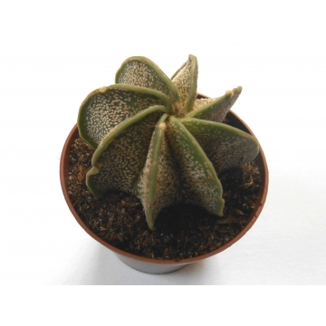 Astrophytum capricorne