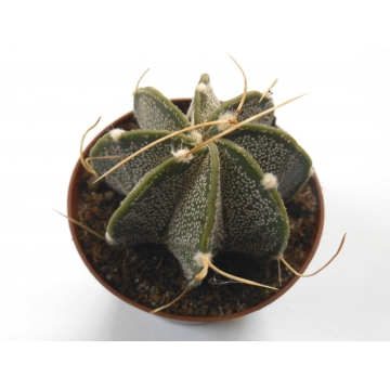 Astrophytum crassispinoides