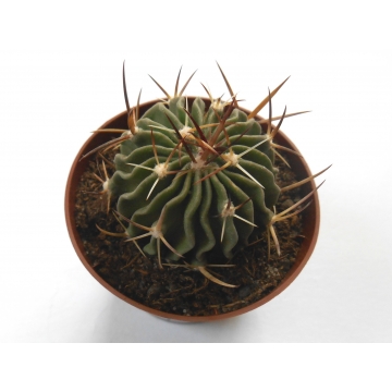 Echinofossulocactus anfractuosus