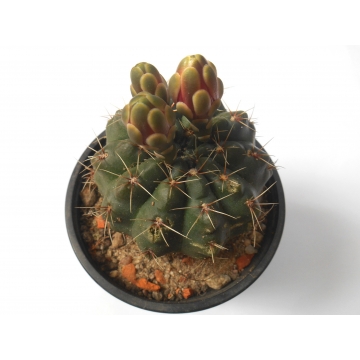 Gymnocalycium baldianum