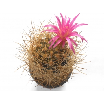 Neoporteria multicolor