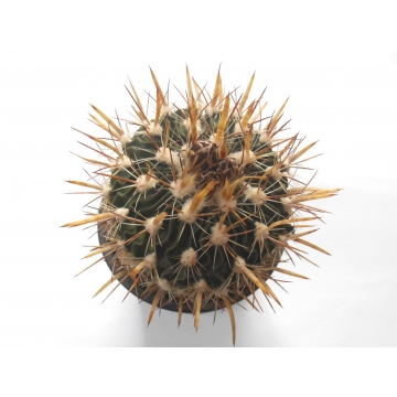 Echinofossulocactus lloydii