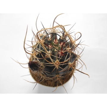 Echinocereus lindsayi