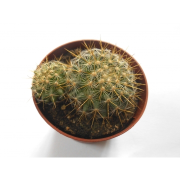 Mammillaria ginsa maru