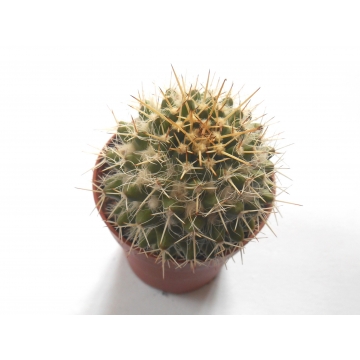 Mammillaria nejapensis